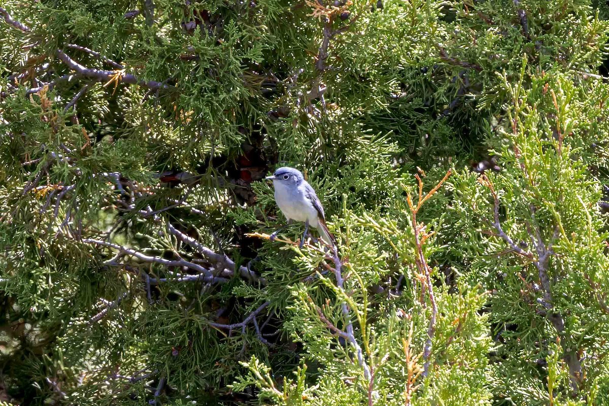 Blue-gray Gnatcatcher (obscura Group) - ML620189221
