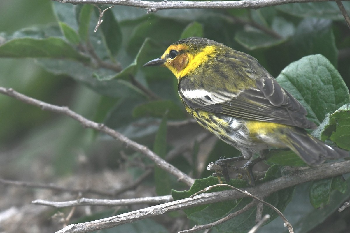 Cape May Warbler - ML620189223