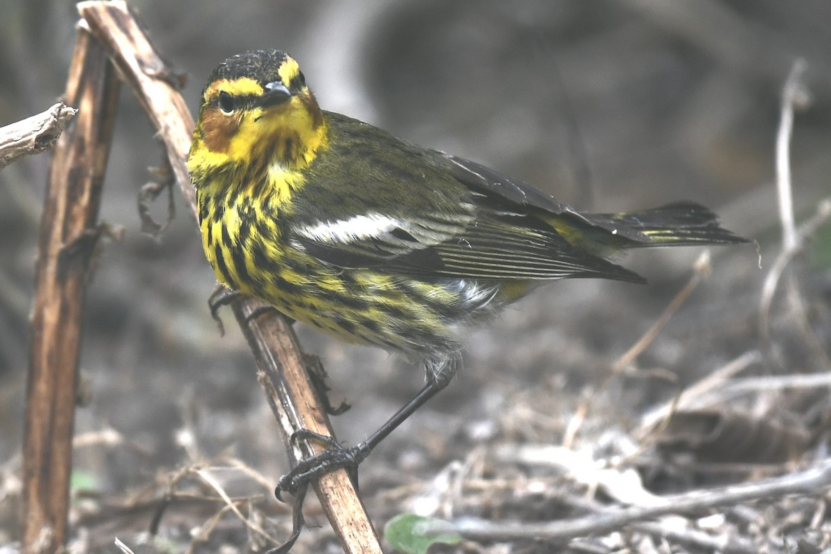 Cape May Warbler - ML620189224
