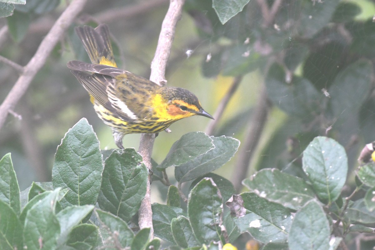 Cape May Warbler - ML620189227