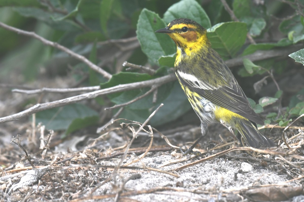 Cape May Warbler - ML620189228