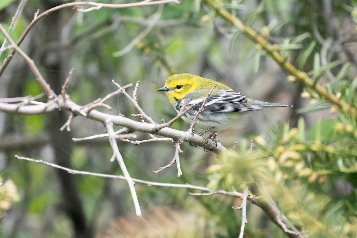 Black-throated Green Warbler - ML620189229