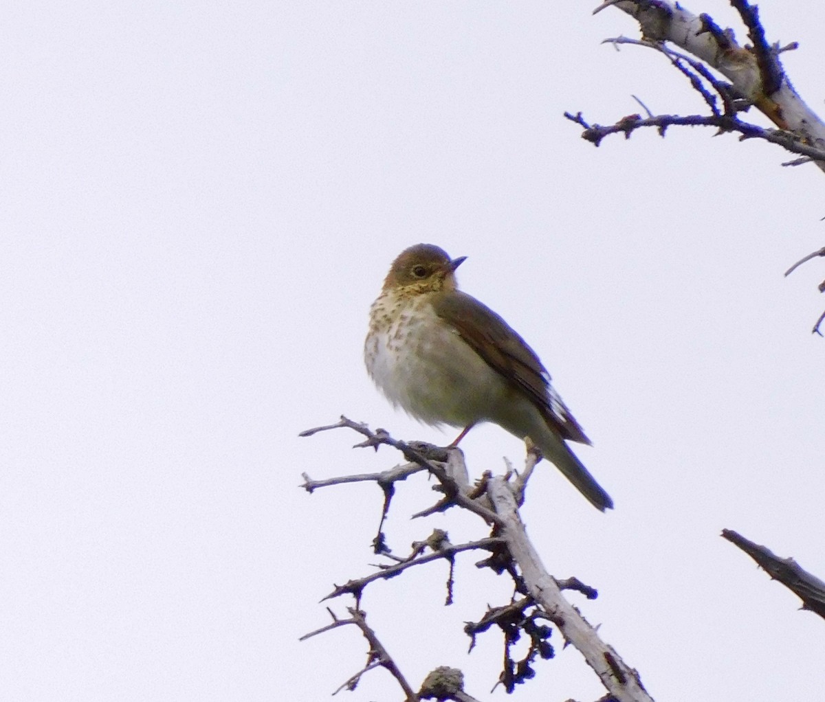 Swainson's Thrush - ML620189240