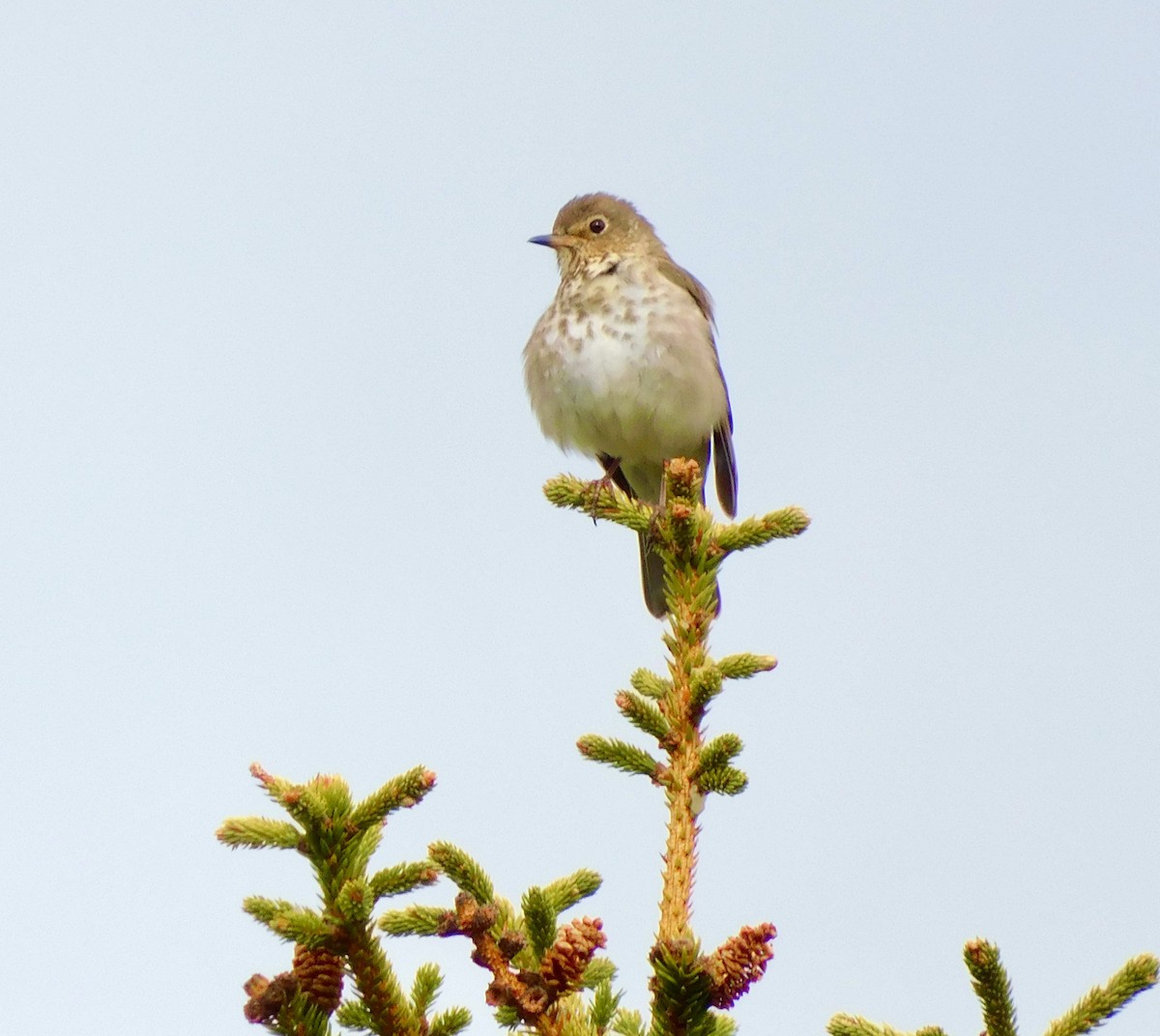 Swainson's Thrush - ML620189241