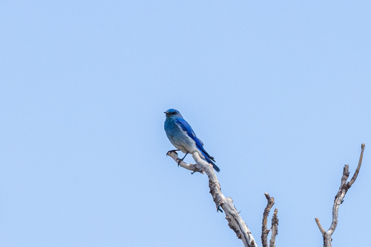 Mountain Bluebird - ML620189243