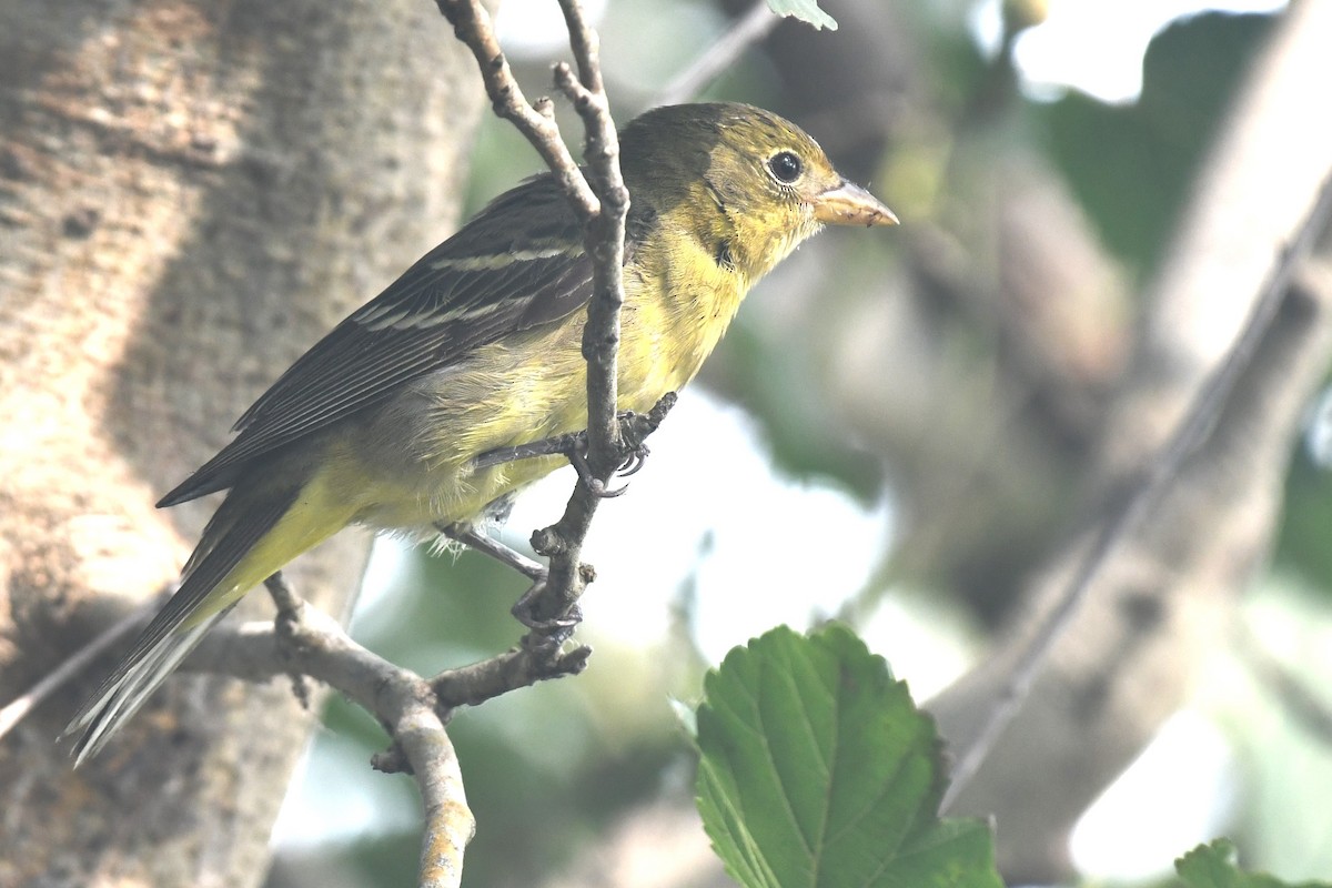 Western Tanager - ML620189245