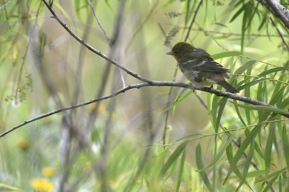 Western Tanager - ML620189246