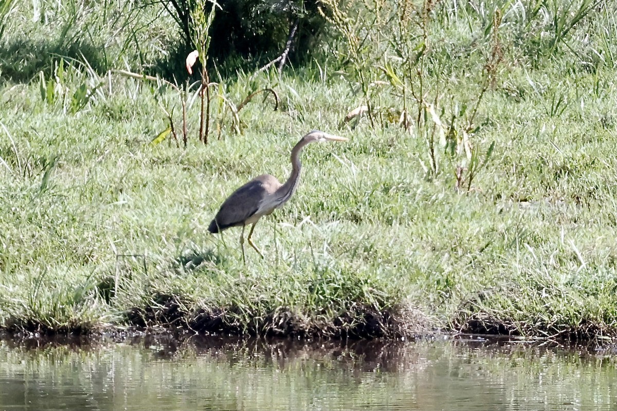 Purple Heron - ML620189247