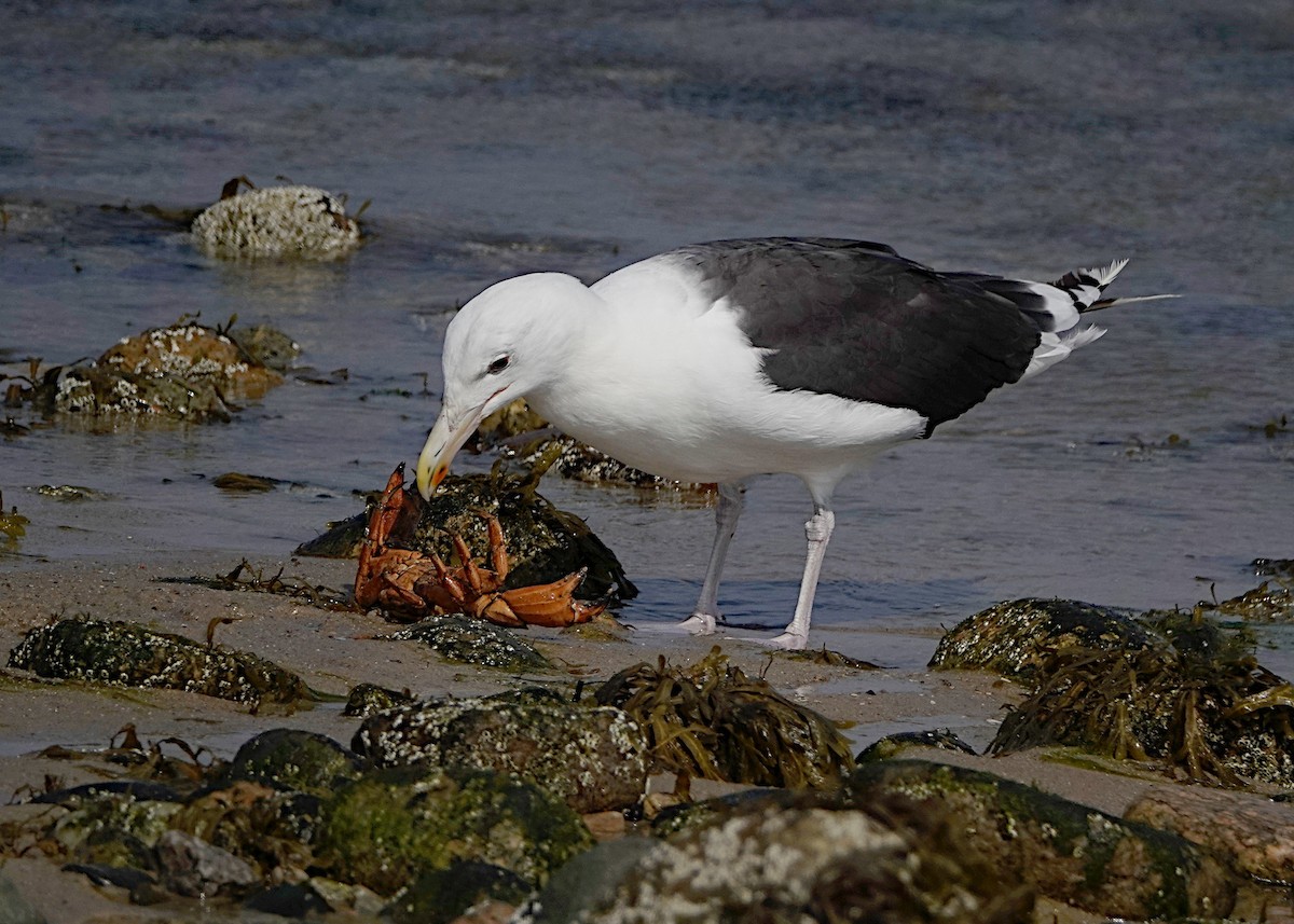 Great Black-backed Gull - ML620189253