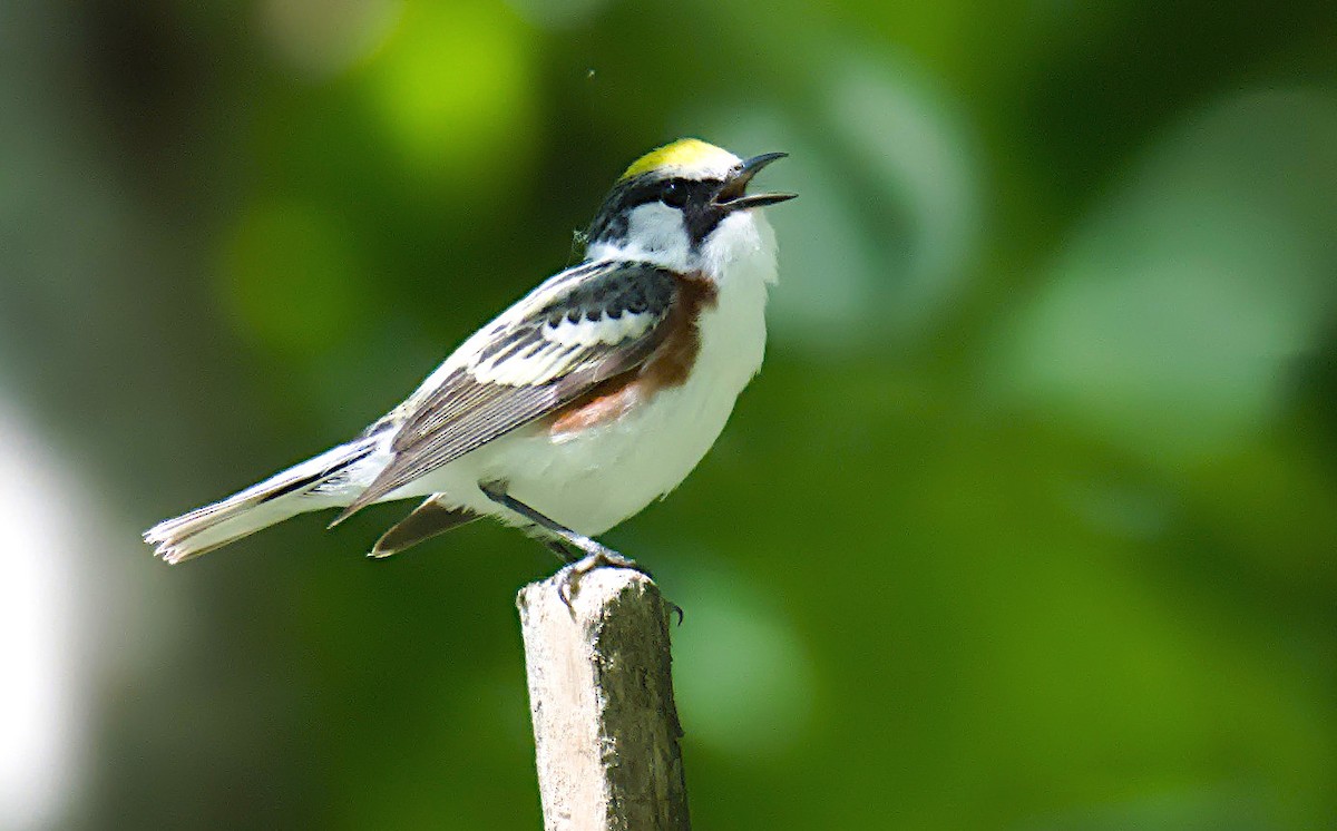 Paruline à flancs marron - ML620189265