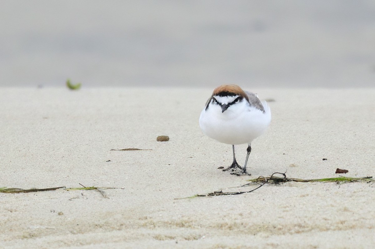 Red-capped Plover - ML620189266