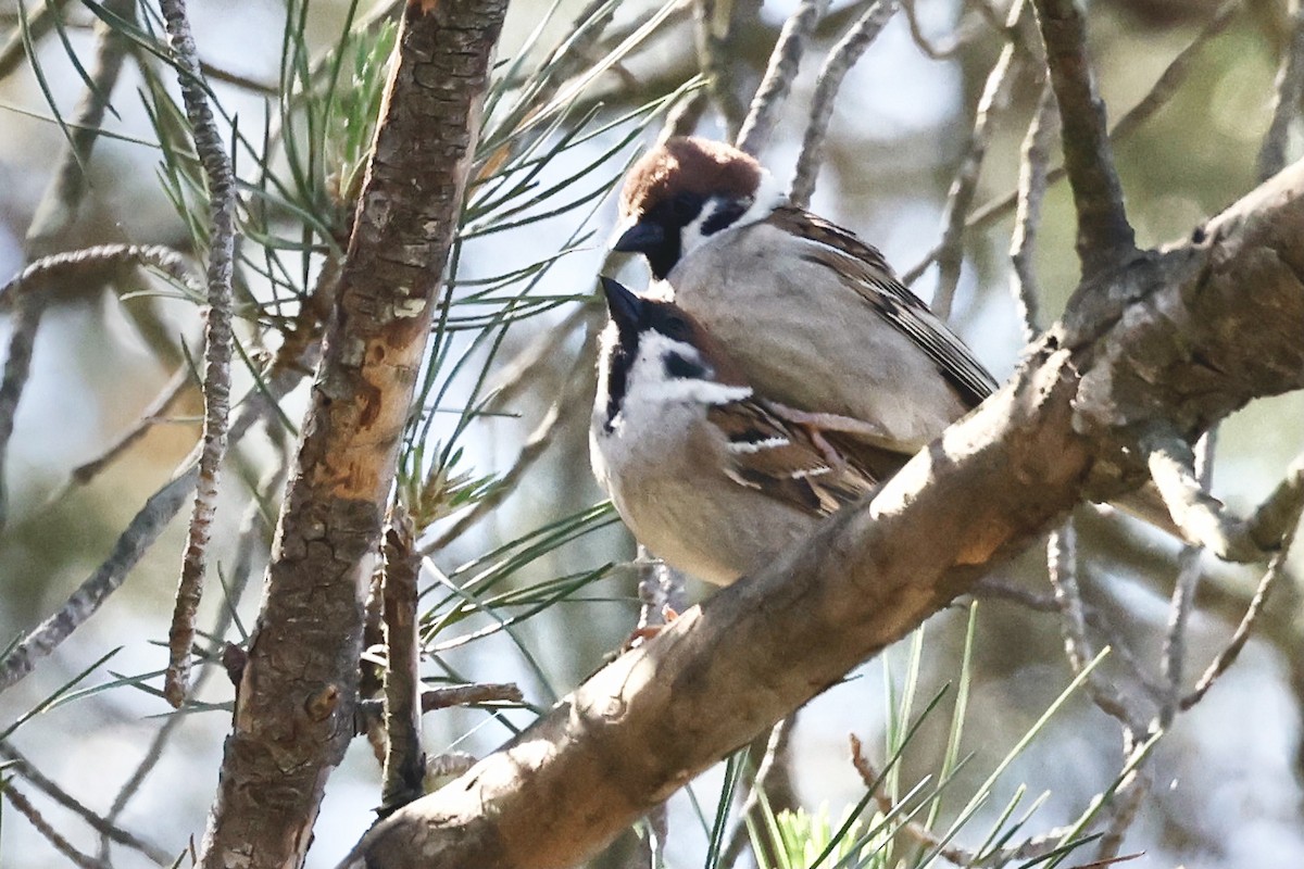 Eurasian Tree Sparrow - ML620189268