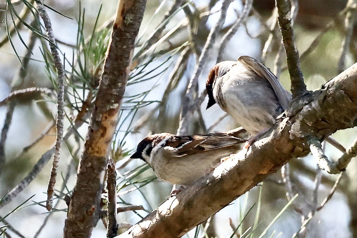 Eurasian Tree Sparrow - ML620189270