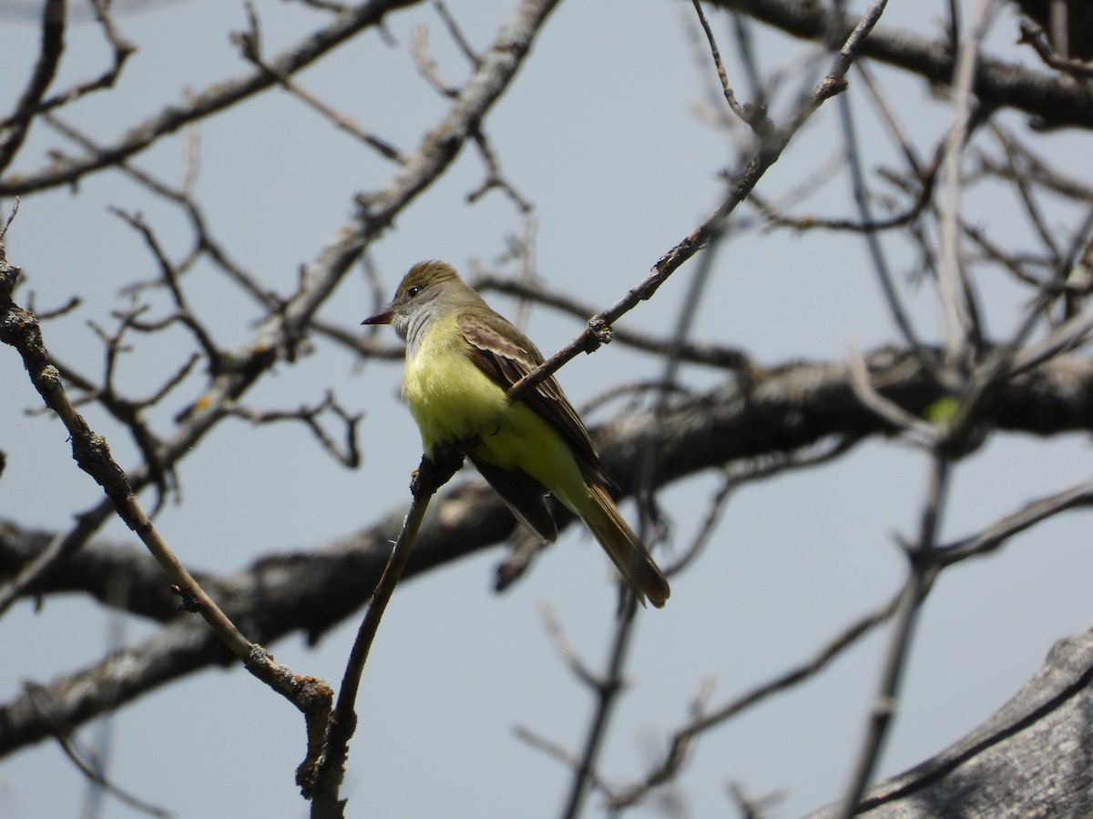 Great Crested Flycatcher - ML620189286