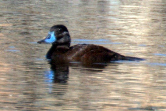 Ruddy Duck - ML620189288