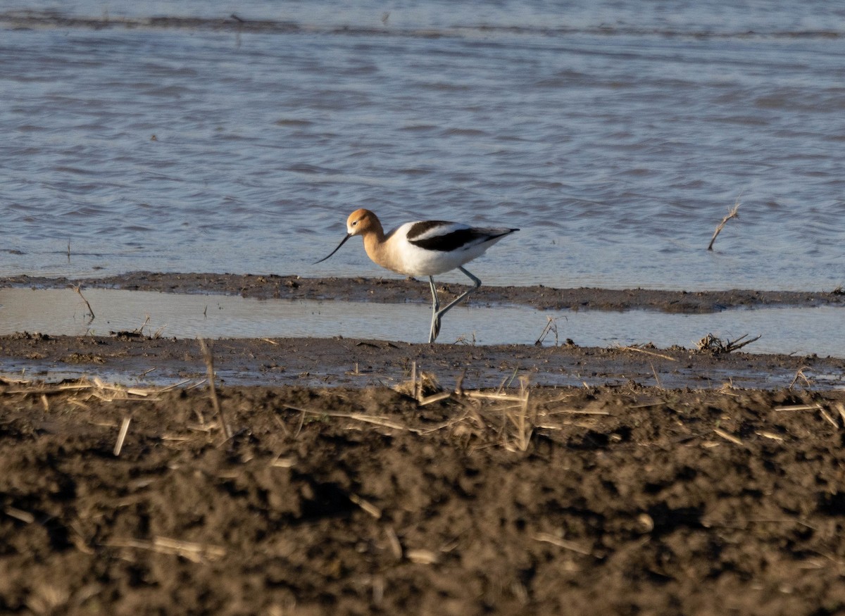 Avocette d'Amérique - ML620189294