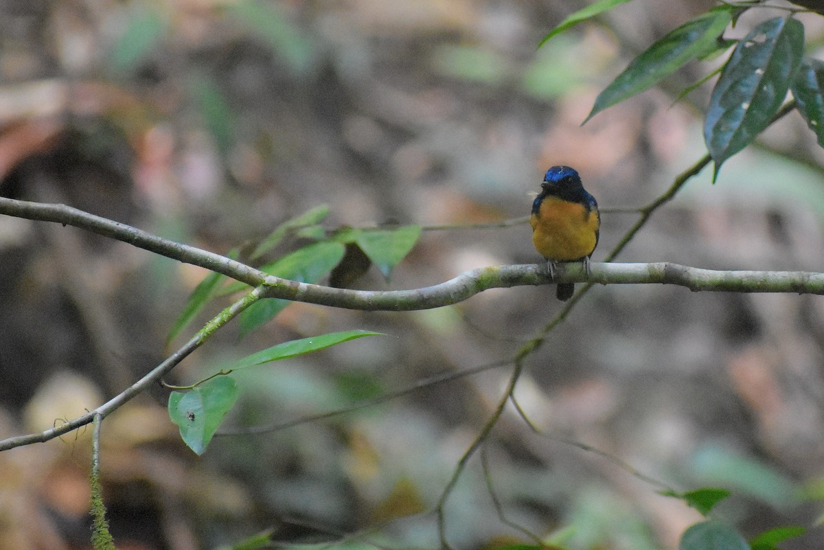 Sunda Blue Flycatcher - ML620189298