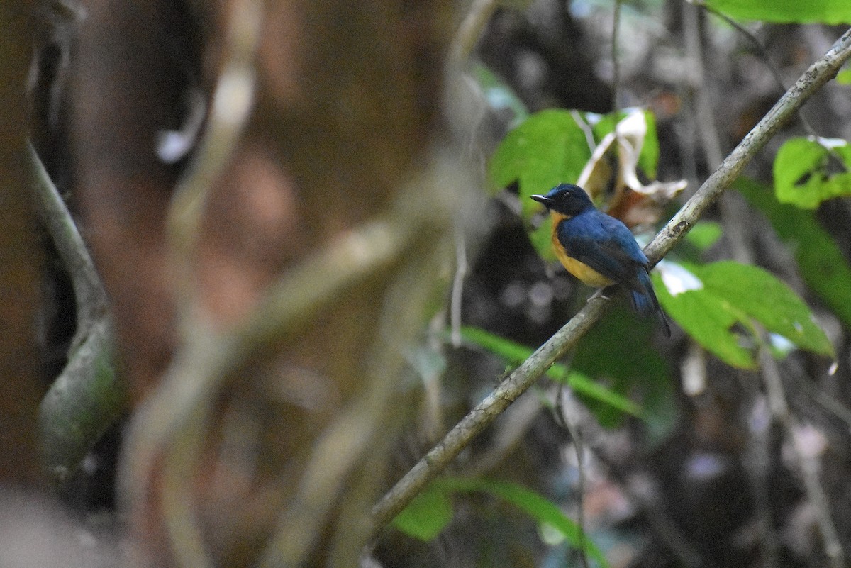 Sunda Blue Flycatcher - ML620189300