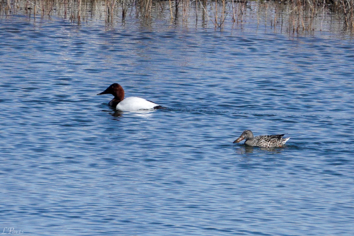 Canvasback - ML620189306