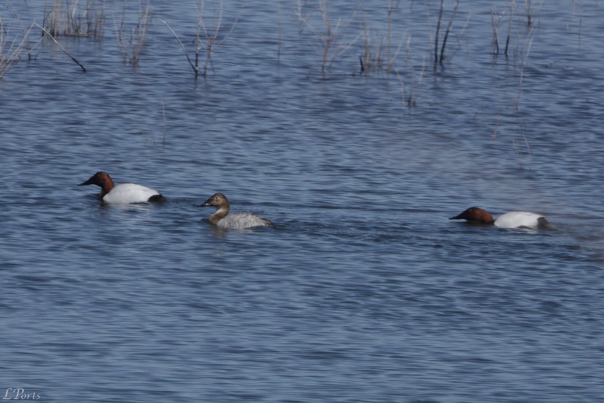 Canvasback - ML620189307