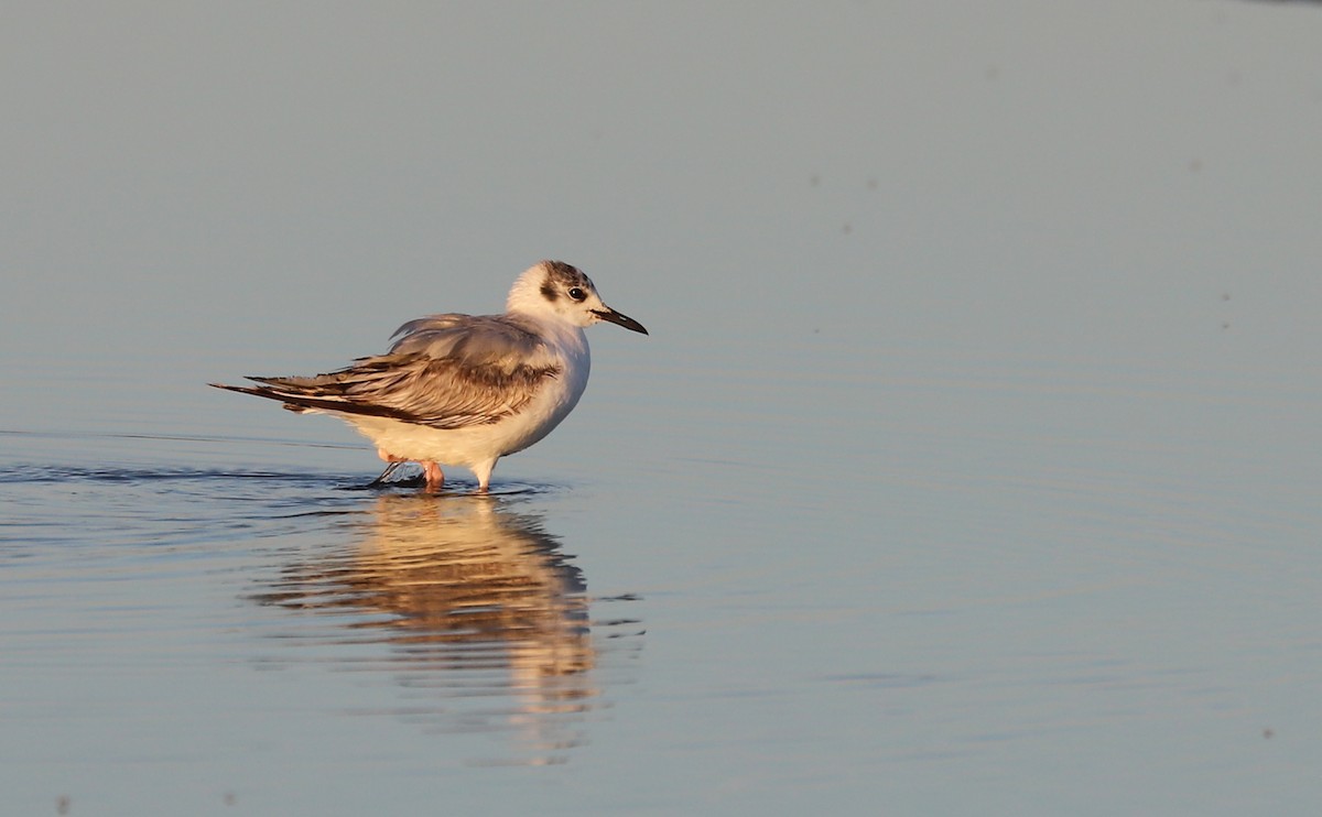 Bonaparte's Gull - ML620189310