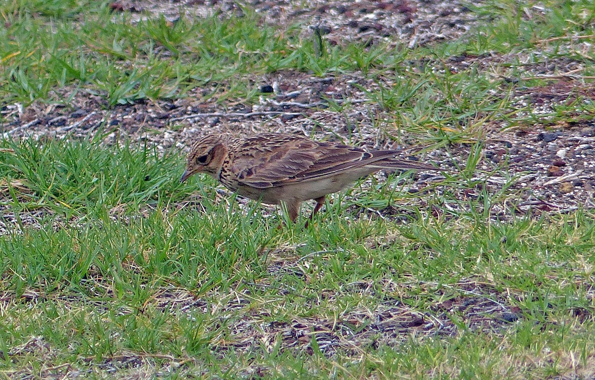 Eurasian Skylark - ML620189311