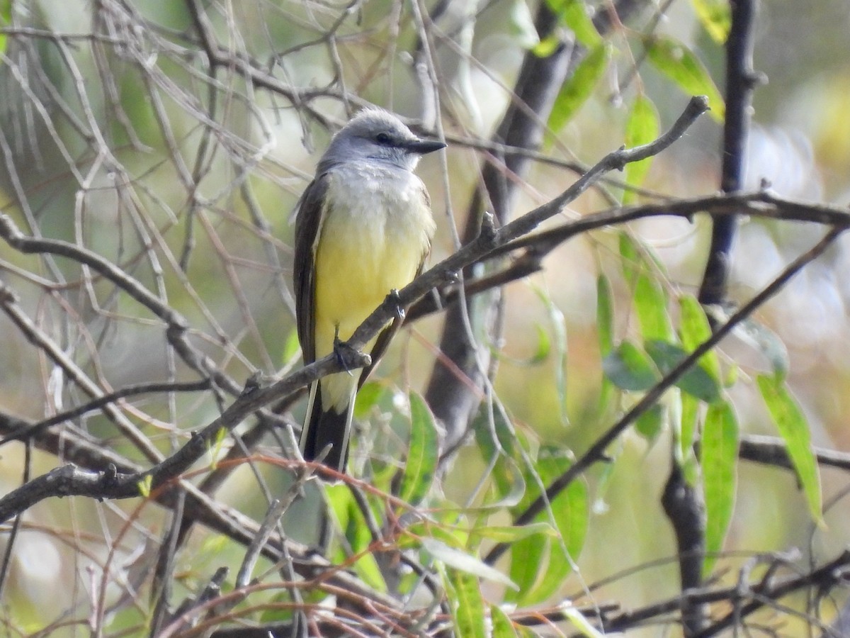 Western Kingbird - ML620189313