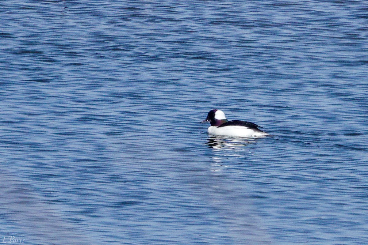 Bufflehead - ML620189316