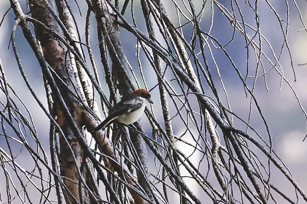 Eurasian Tree Sparrow - ML620189324