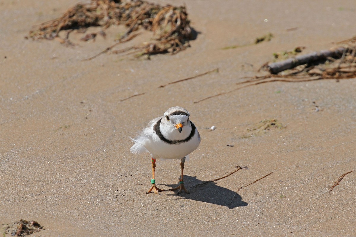 Piping Plover - ML620189335
