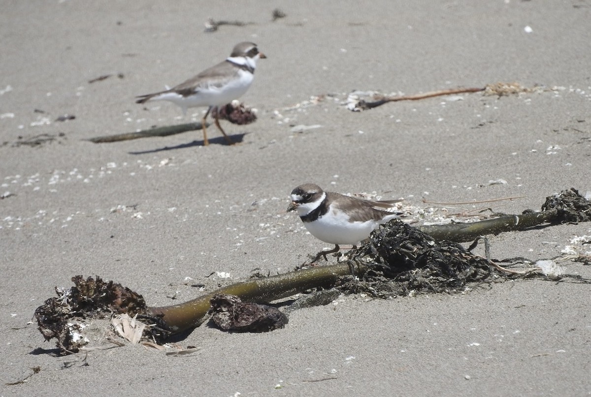 Semipalmated Plover - ML620189339