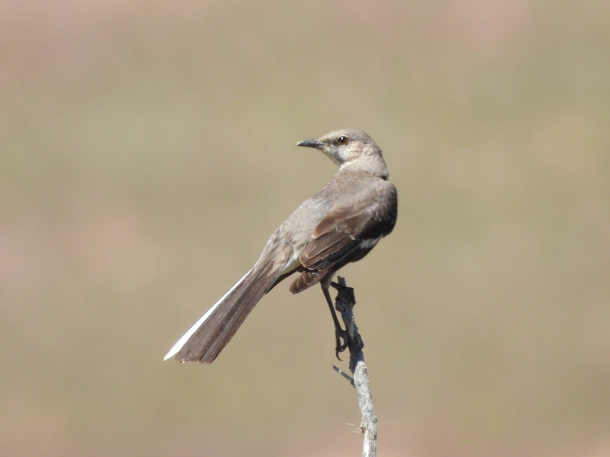 Northern Mockingbird - ML620189358