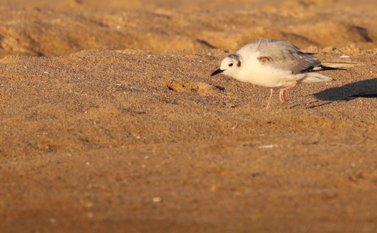 Bonaparte's Gull - ML620189370