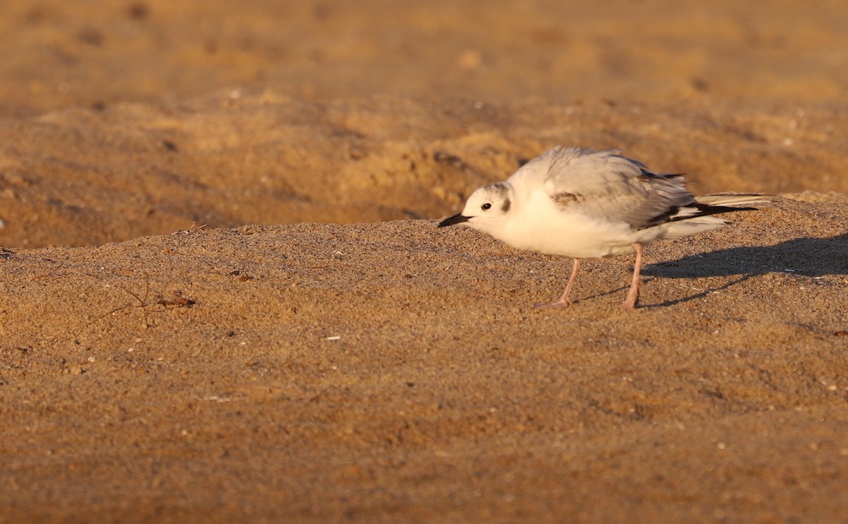 Mouette de Bonaparte - ML620189374