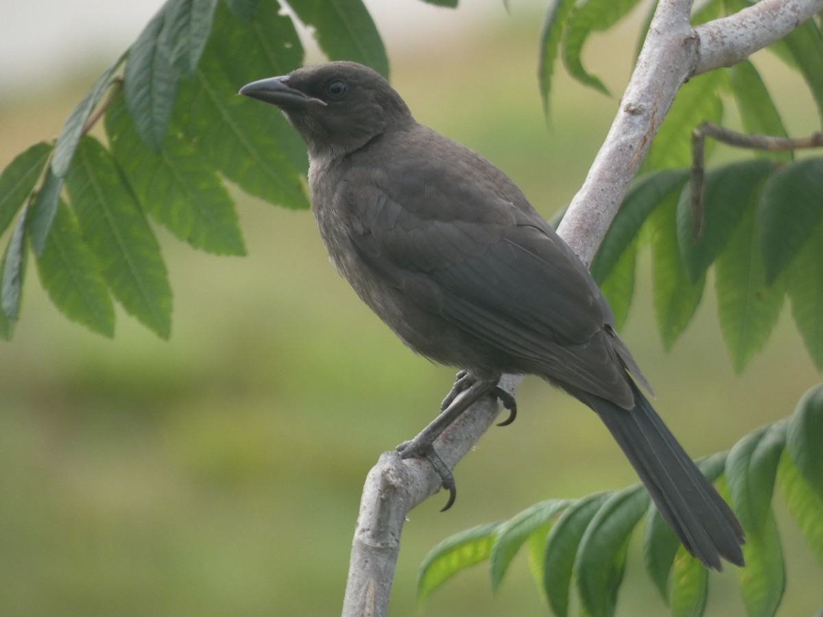 Common Grackle - ML620189376