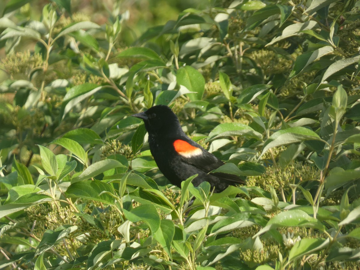 Red-winged Blackbird - ML620189395