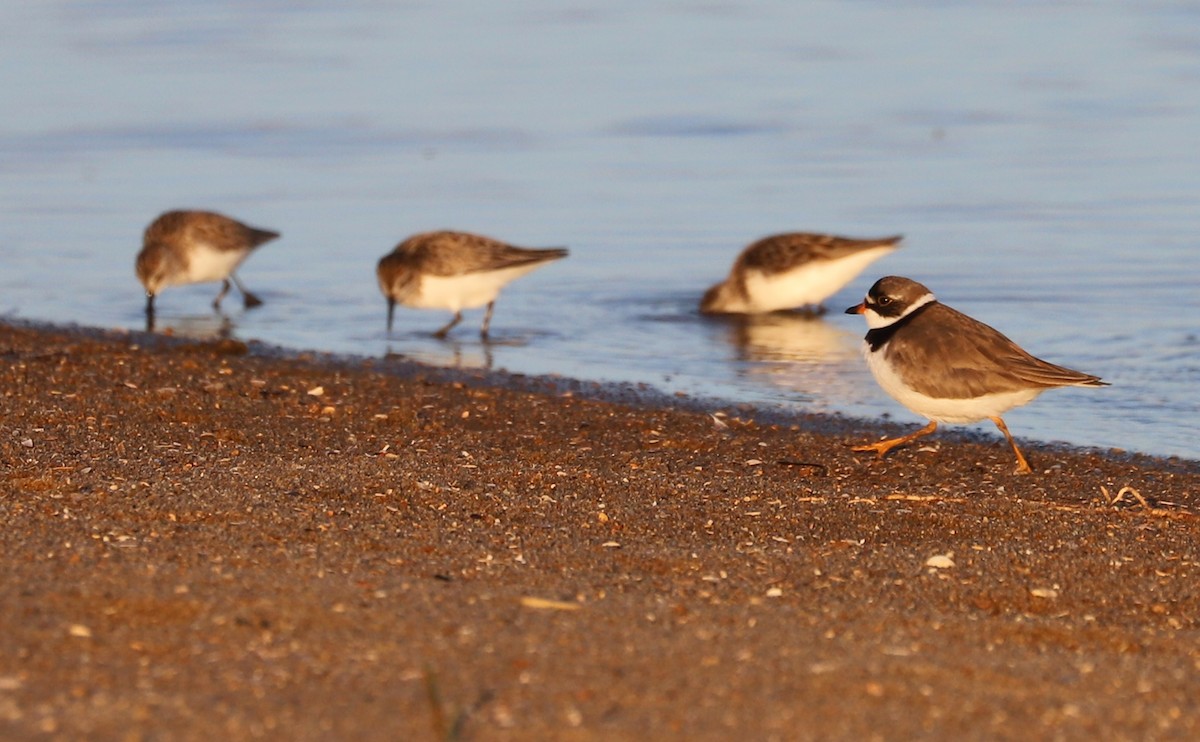 Semipalmated Plover - ML620189398