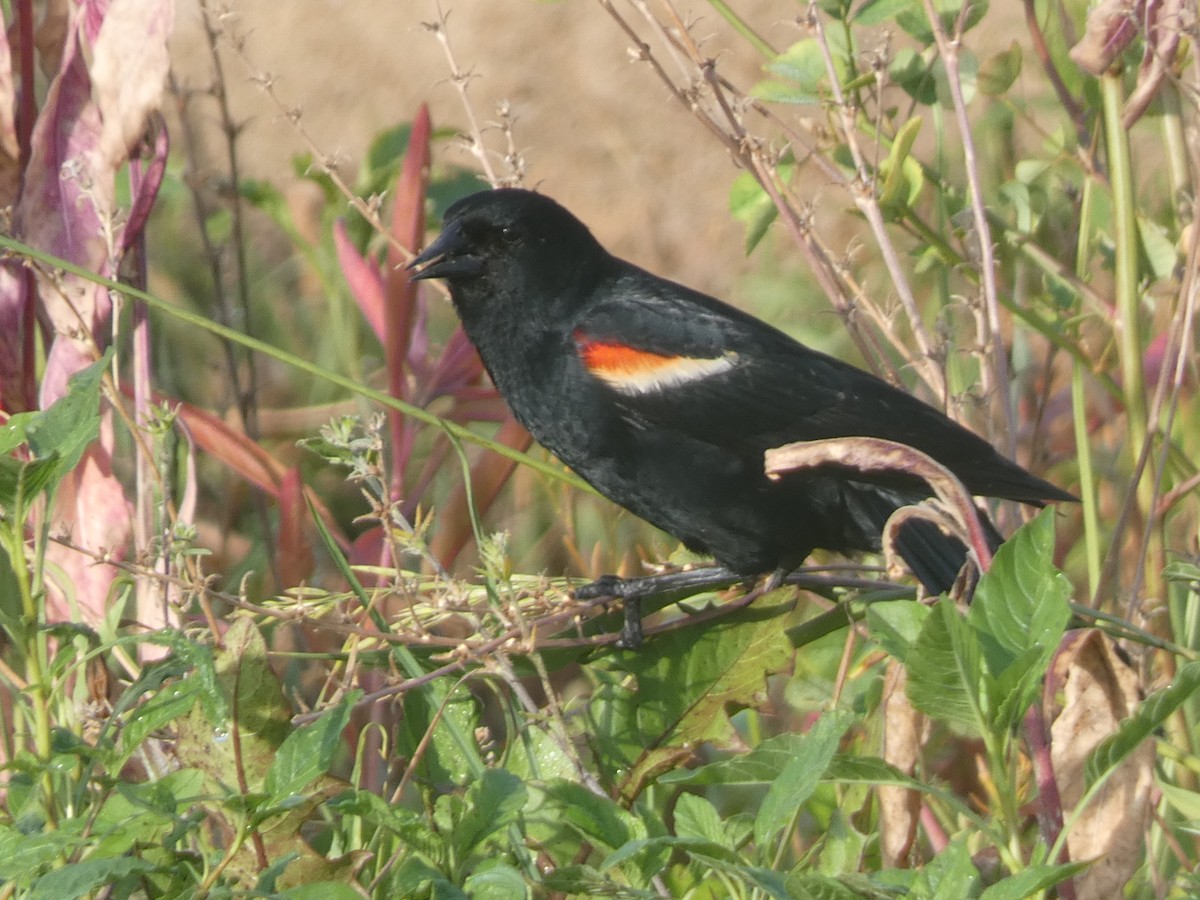 Red-winged Blackbird - ML620189399