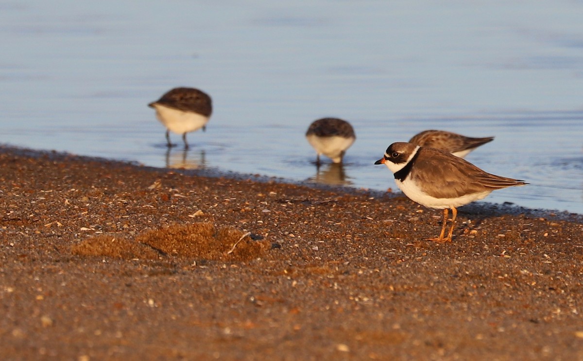 Semipalmated Plover - ML620189400