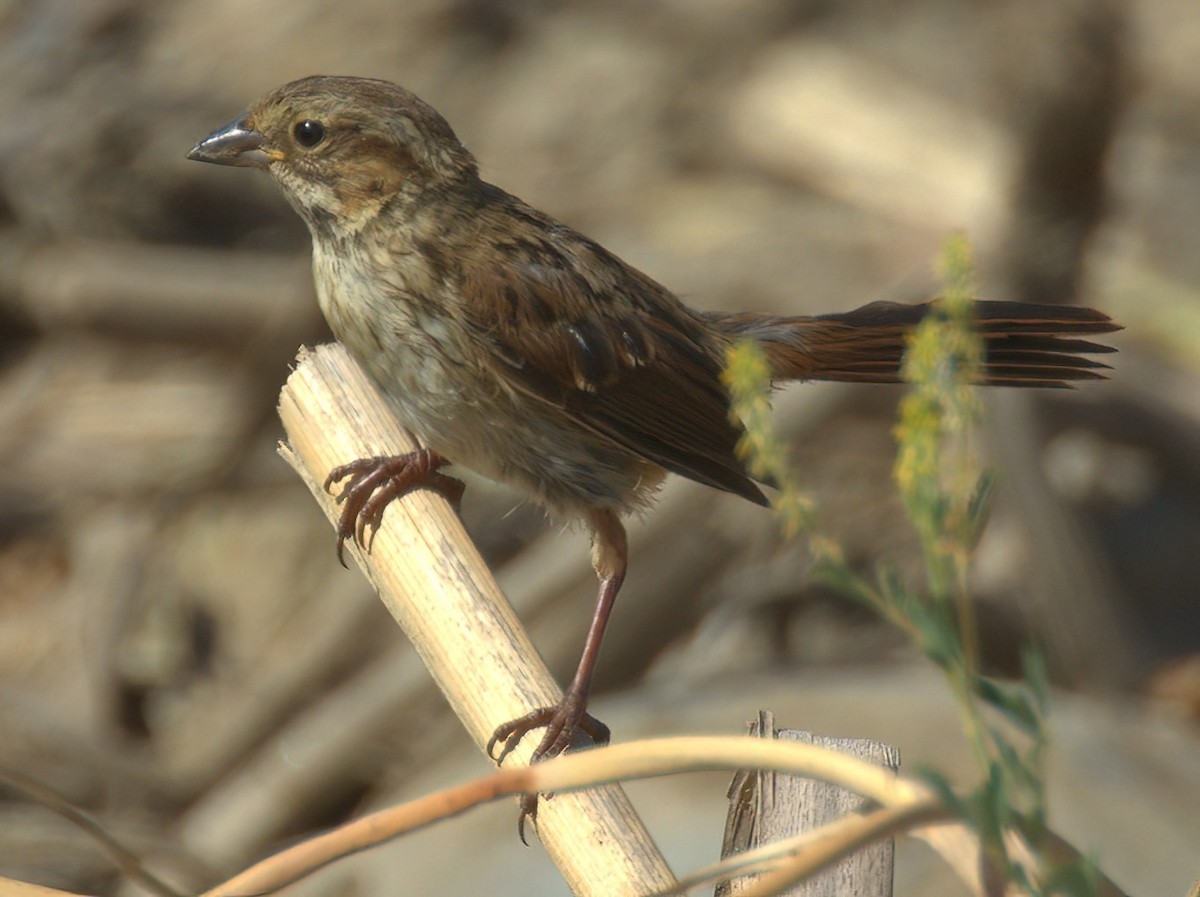 Song Sparrow - ML620189401