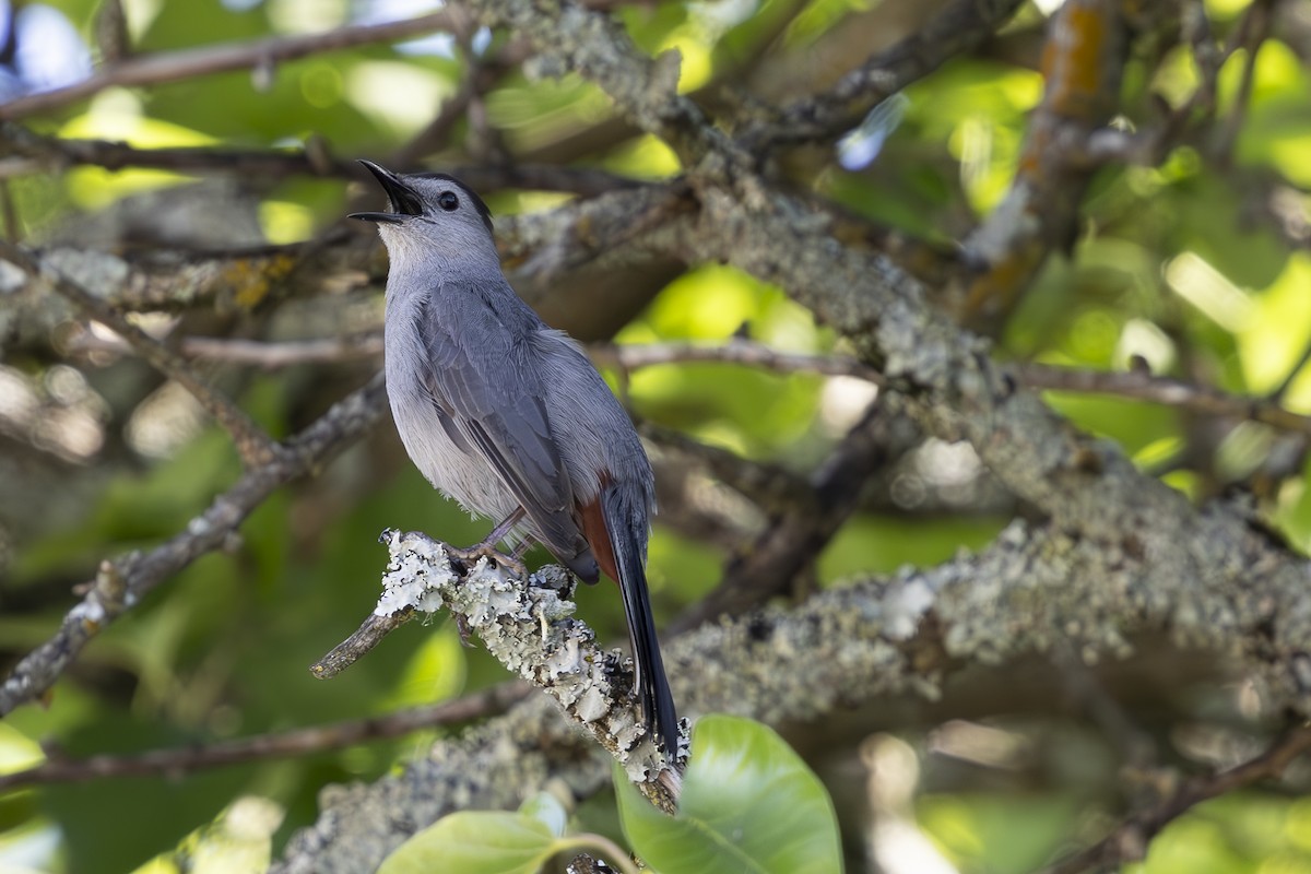 Gray Catbird - ML620189402