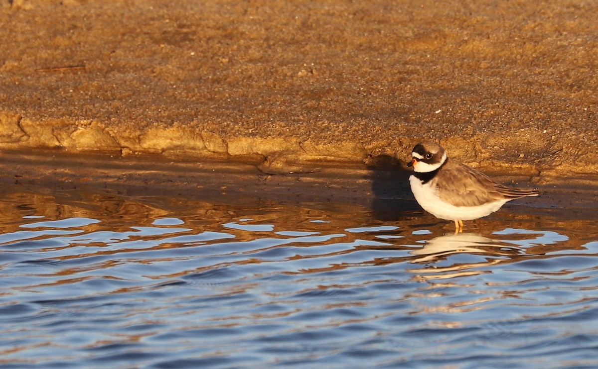 Semipalmated Plover - ML620189404