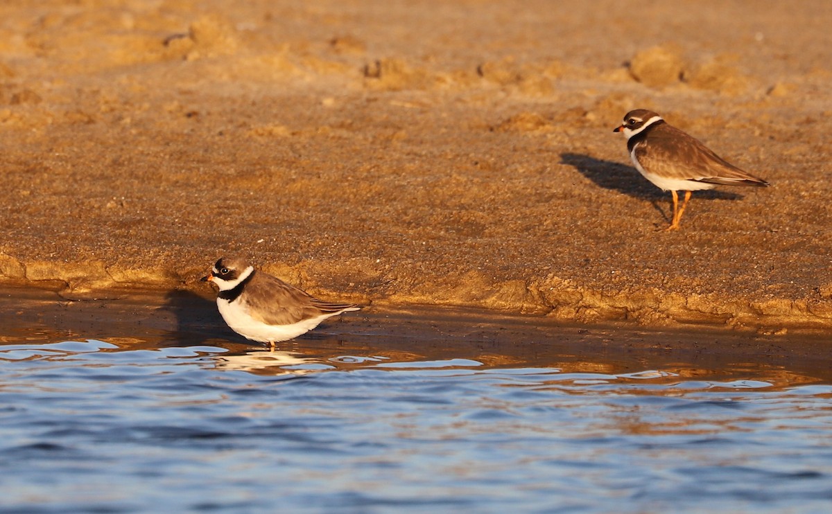 Semipalmated Plover - ML620189409