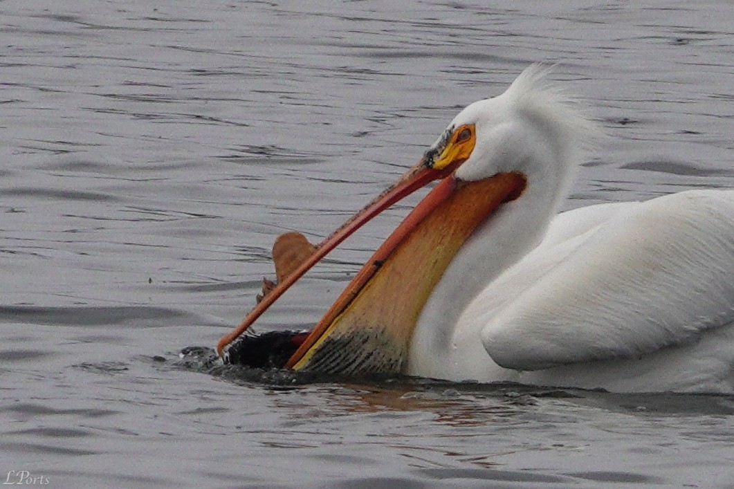 American White Pelican - ML620189411