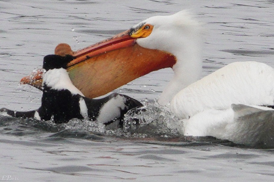 American White Pelican - ML620189412