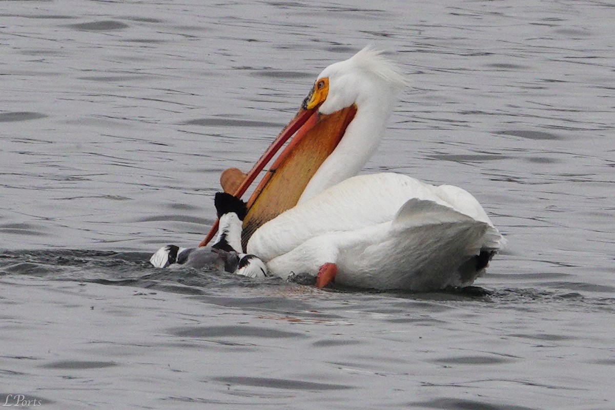 American White Pelican - ML620189413