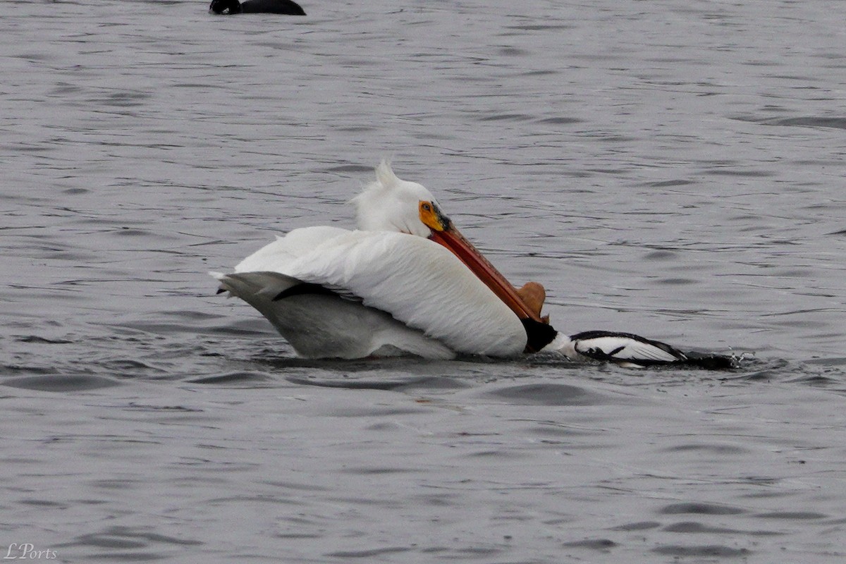 pelikán severoamerický - ML620189414