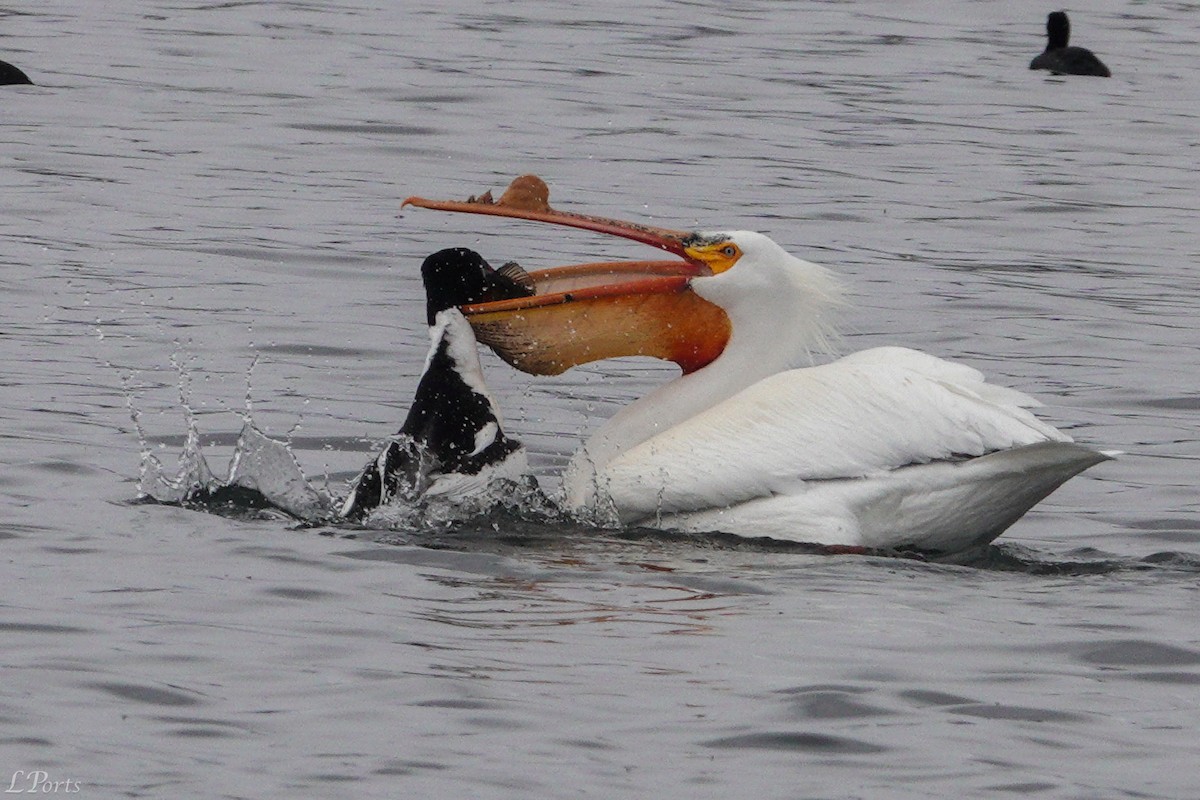 American White Pelican - ML620189415