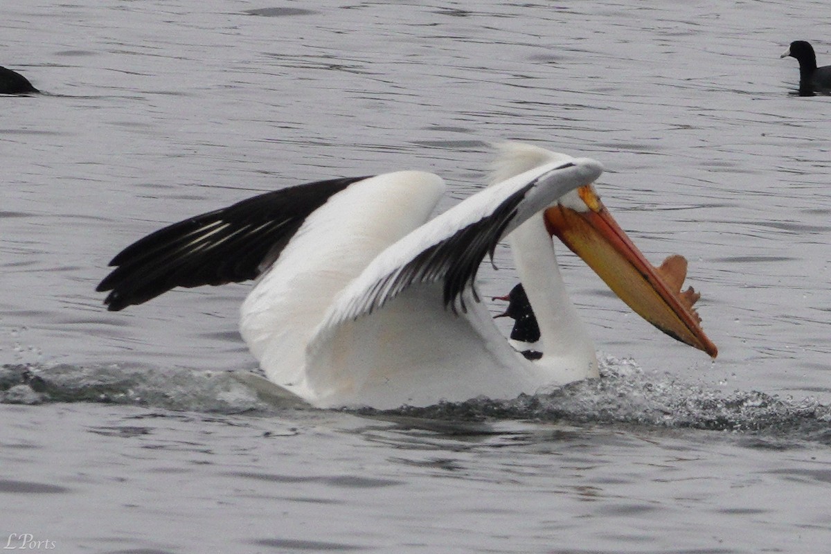 American White Pelican - ML620189416