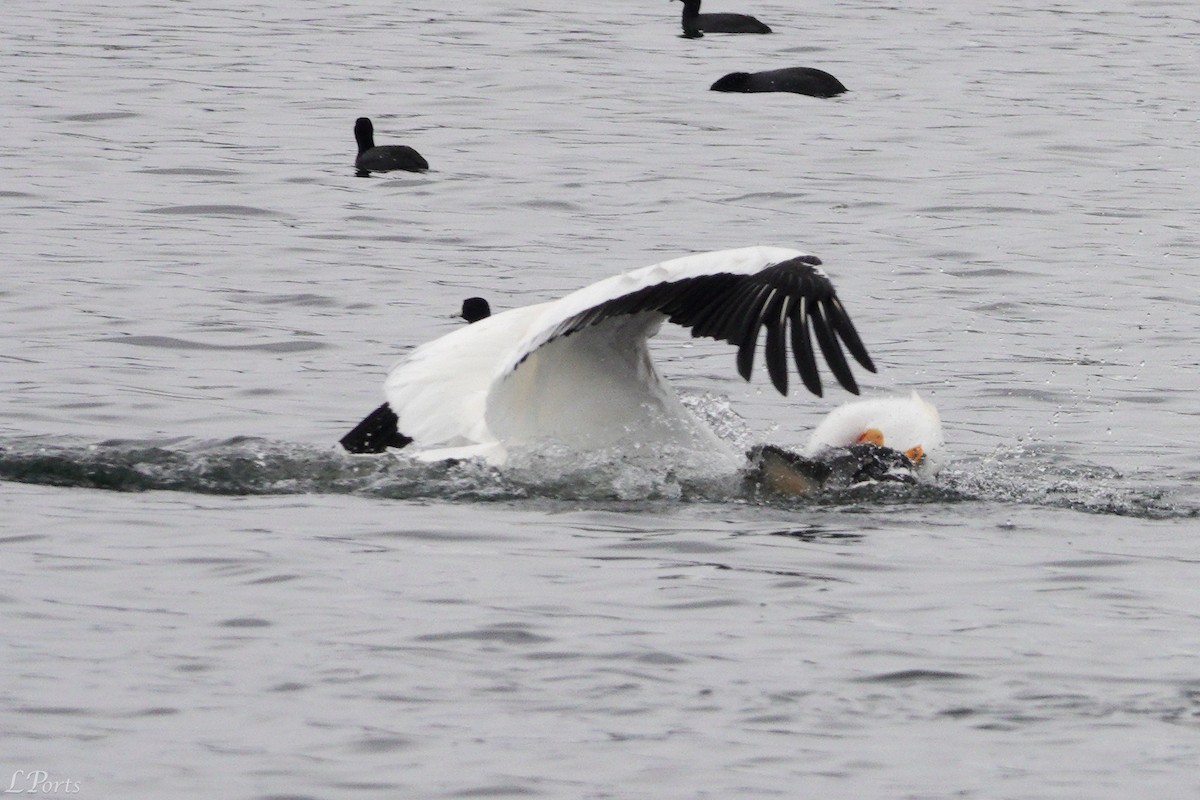 American White Pelican - ML620189417